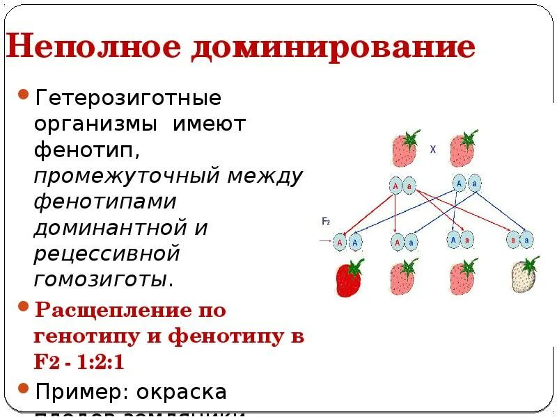 Генотип с с в гомозиготной форме. Неполное доминирование схема. Фенотип человека примеры. Расщепление по генотипу и фенотипу. Гетерозиготный организм это.