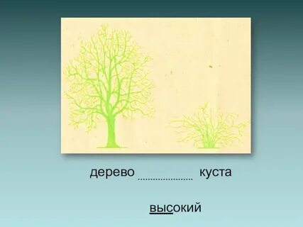 Дерево выше куста