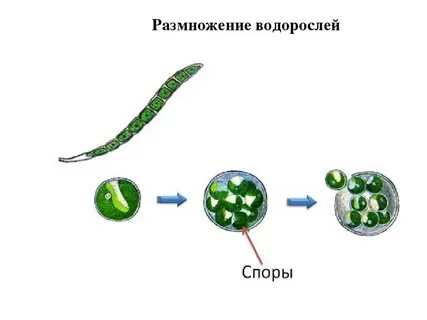Какие виды размножения водорослей