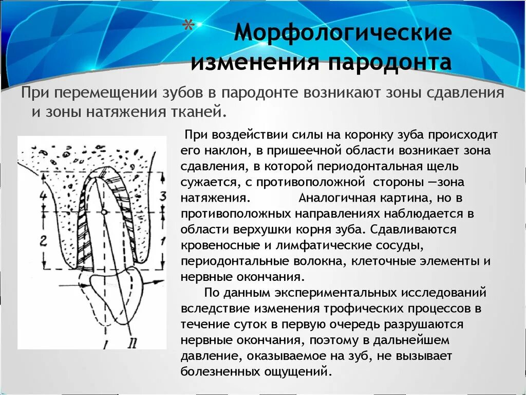 Морфологические изменения организма это. Биомеханика ортодонтического перемещения зубов. Возрастные изменения периодонта. Возрастные изменения тканей пародонта. Возрастные изменения тканей периодонта.