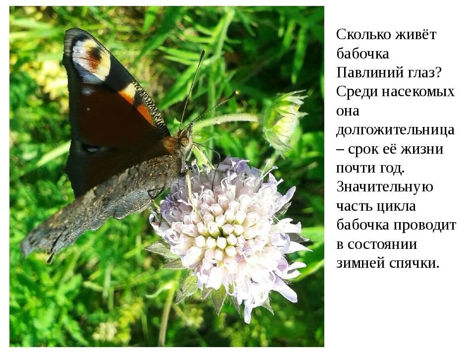 Сколько живет бабочка павлиний