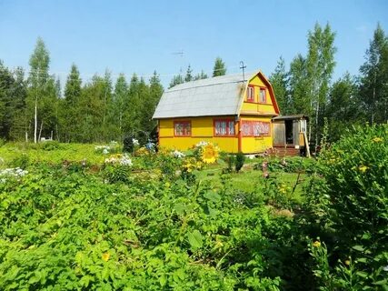 Пупышево рыбацкое