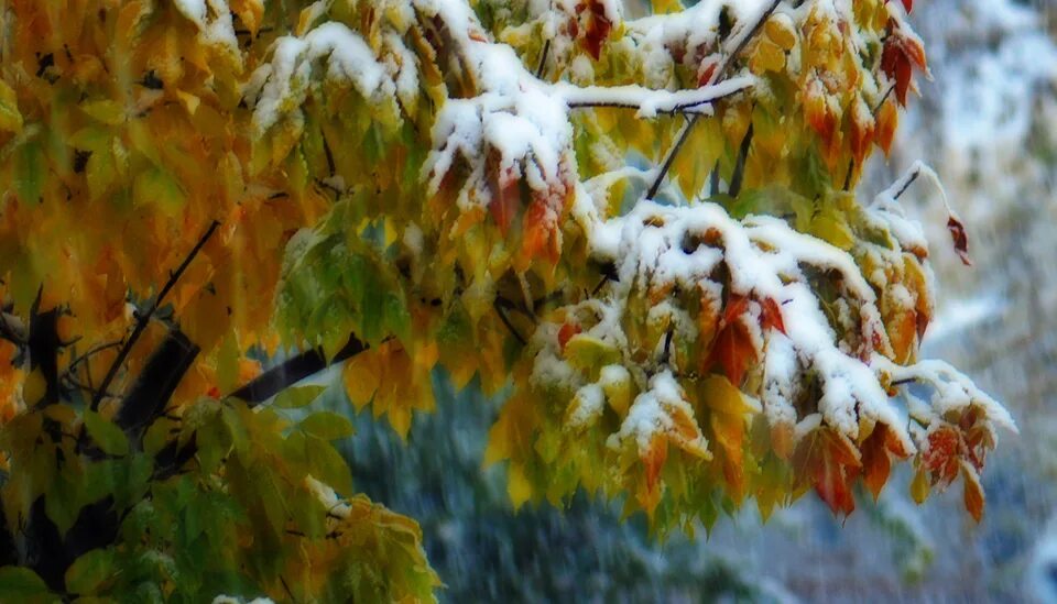 Первые снежинки осенью. Осень первый снег. Утро поздняя осень. Цветная вьюга листопада предзимья пышный карнавал. Снежная осень.