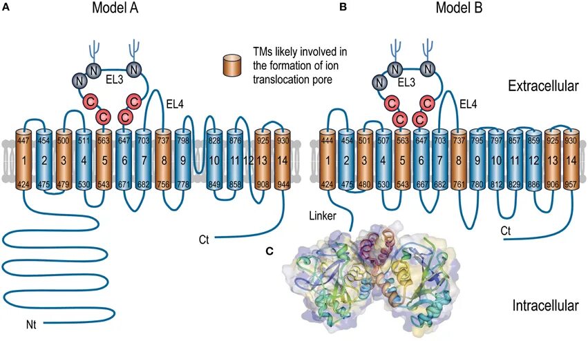 Ген транспортер. Транслокация. ген scn5a. ген slc52a2. introduction of protein.