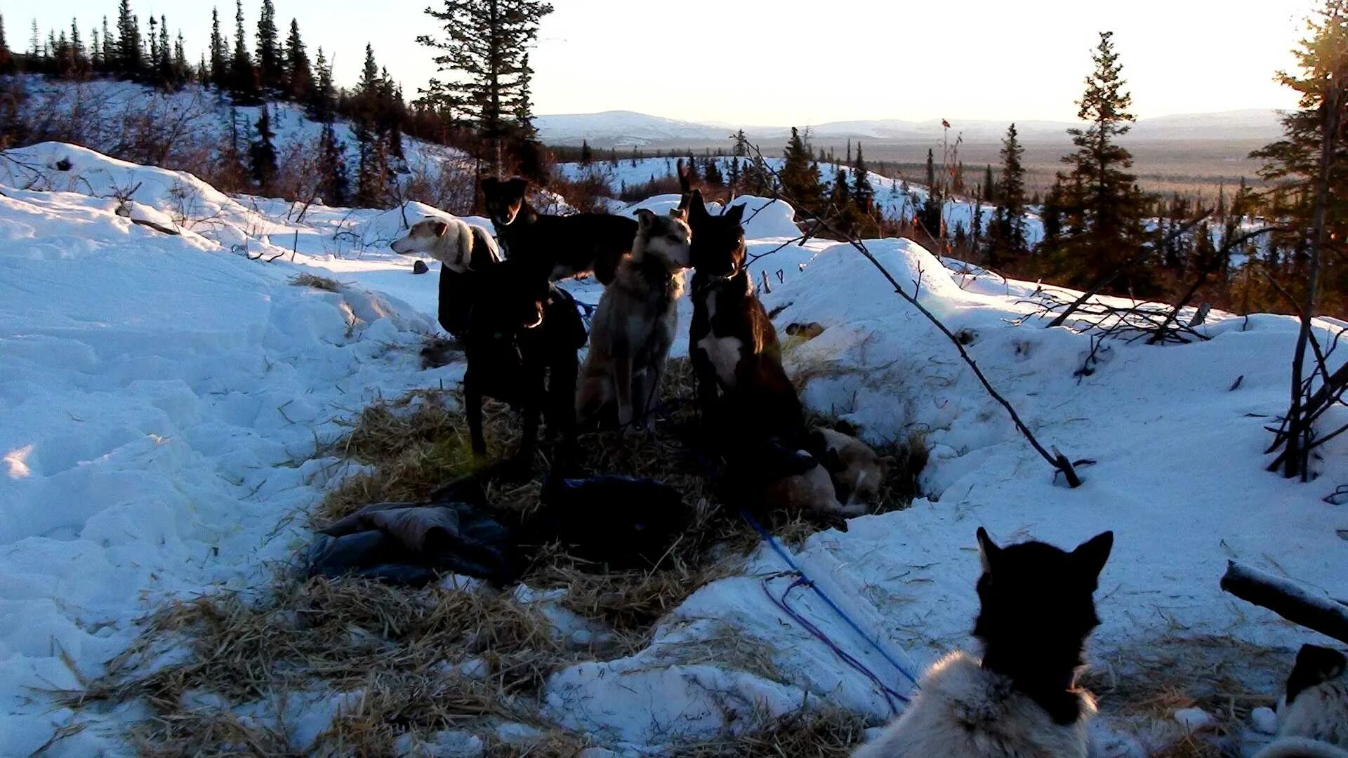 Промысловая охота на Аляске. Промысловые охотники сибирской тайги. Охота на аляске