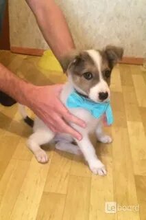 Авито собаки в добрые руки спб