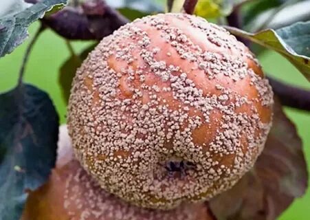Почему яблоки гниют на дереве что делать