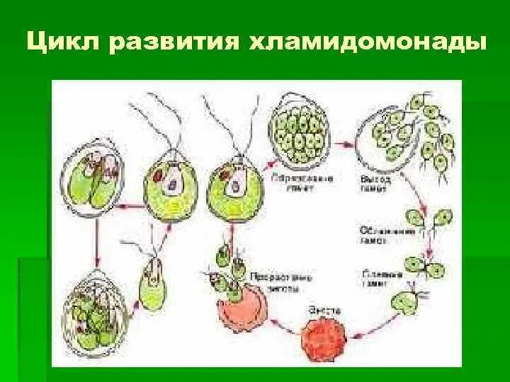 Какое поколение у водорослей. Цикл развития хламидомонады схема. Жизненный цикл водорослей хламидомонада. Жизненный цикл хламидомонады Пасечник. Цикл размножения хламидомонады.