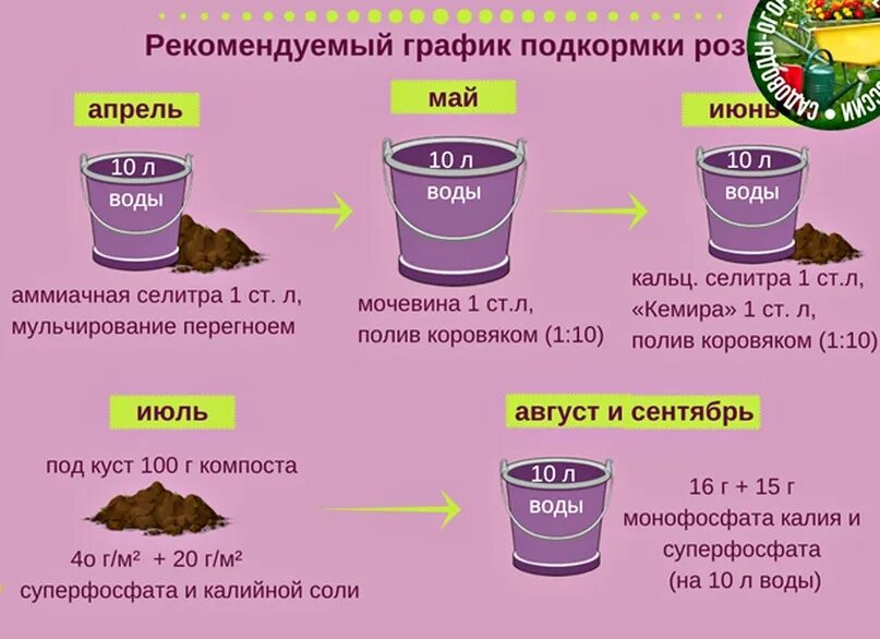 Какие удобрения вносить под зиму под розы