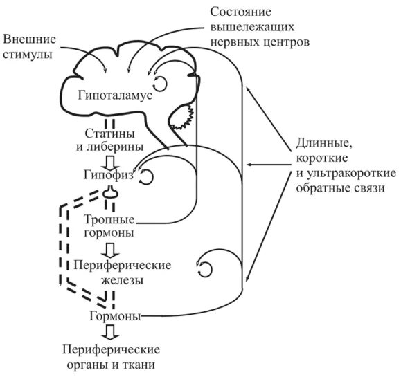 Гипоталамо-гипофизарная система регуляции желез. Схема связей гипоталамуса и гипофиза. Механизм действия гормонов гипоталамо-гипофизарной системы. Принцип обратной связи гипоталамо-гипофизарной системы.