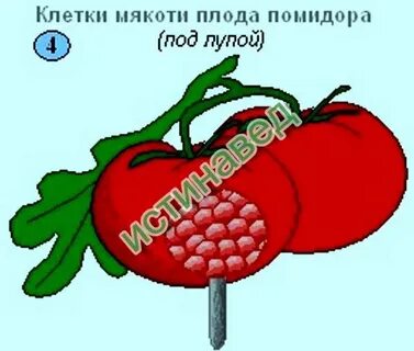 Строение клетки плода рябины