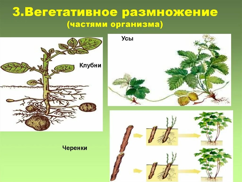 Вегетативные организмы примеры. Вегетативное размножение. Вегетативное размножение организмов. Формы вегетативного размножения. Способы вегетативного размножения растений.