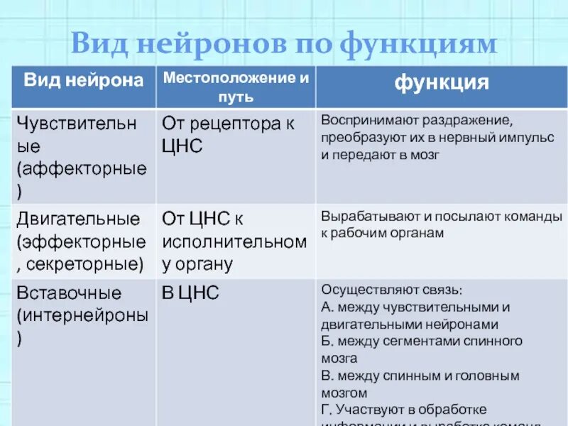 Типы нейронов по выполняемым функциям таблица - TouristMaps.ru