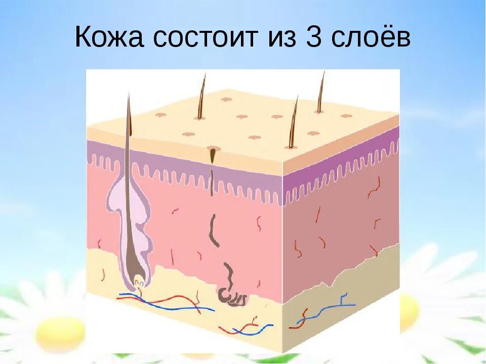 Кожа человека для детей