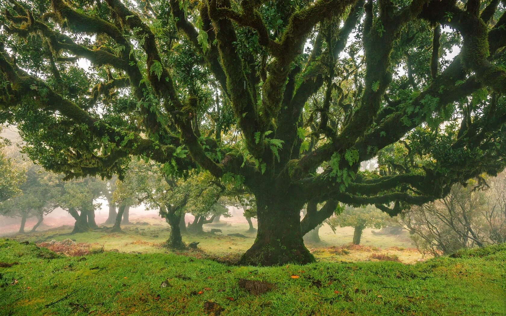 There many old trees in the park
