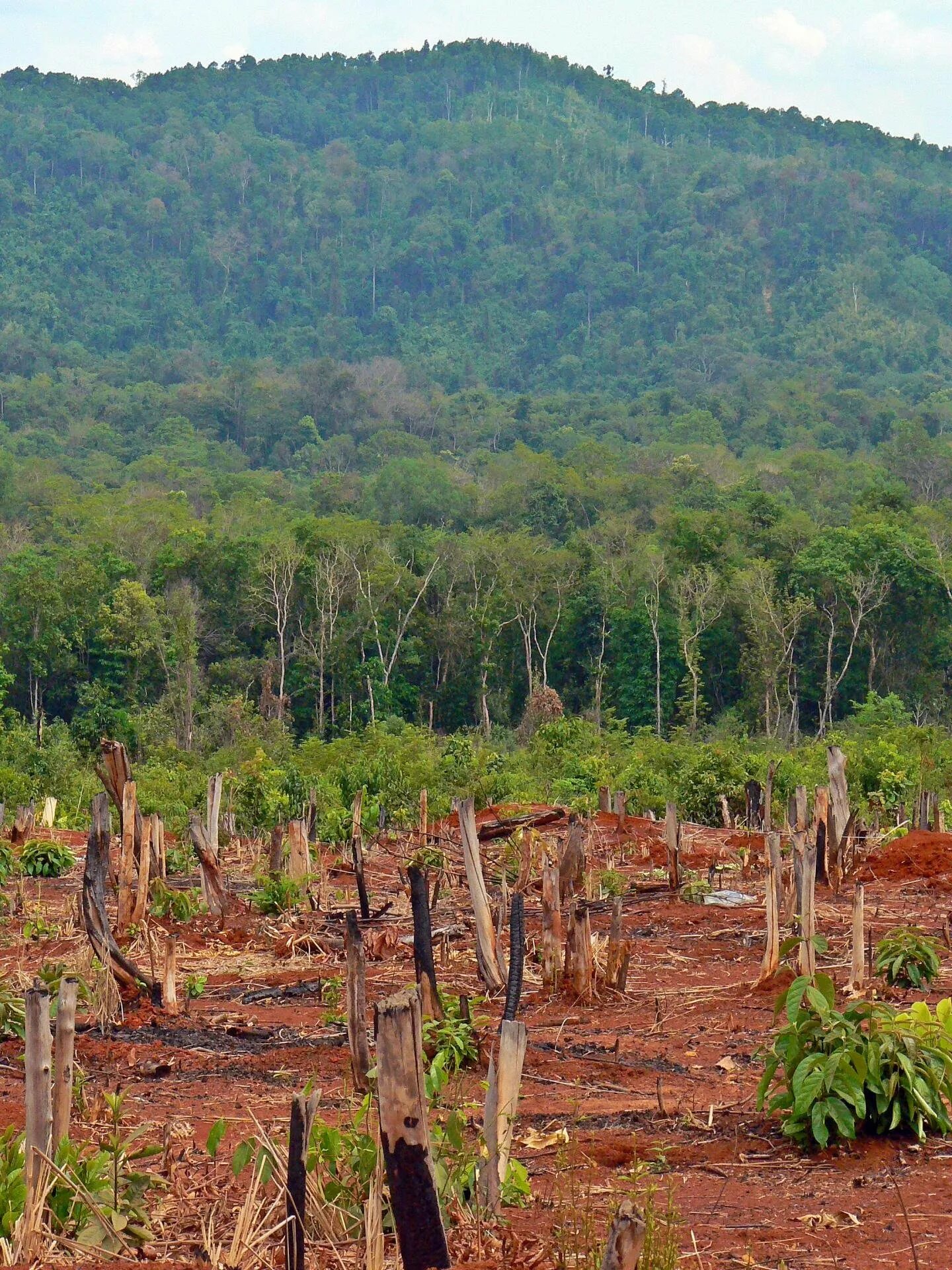 Проблема тропического леса