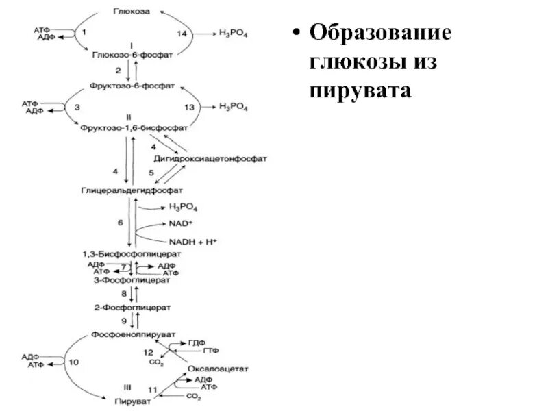 Превращение атф и синтез глюкозы. Синтез глюкозы из пирувата реакции. путь синтеза глюкозы из пирувата. схема синтеза глюкозы из лактата. биосинтез глюкозы глюконеогенез.