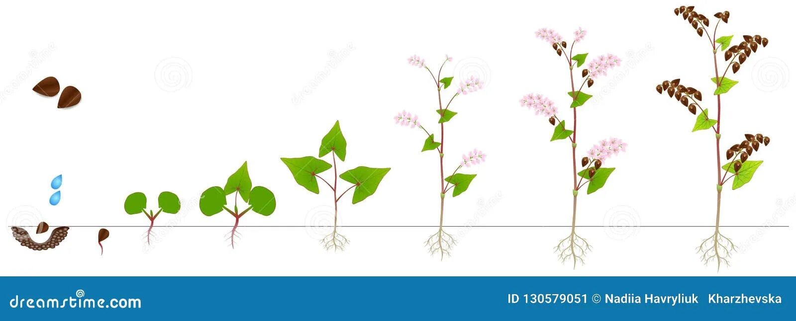 Фазы развития гречихи. Гречиха фазы роста и развития. Фазы гречихи. Стадии развития гречихи. Фазы гречихи.