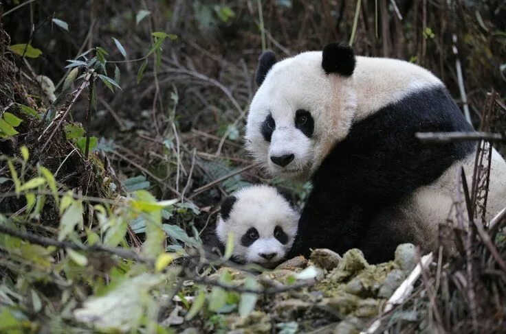 Panda Bear (Ailuropoda melanoleuca) China Panda bear, Cute animals, Baby animals