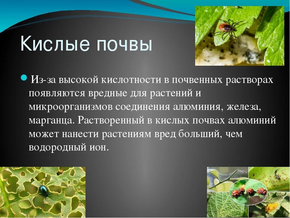 Какая кислая почва в огороде. Кислая почва. кислотная почва. кислая реакция почвы. высокая кислотность почвы.