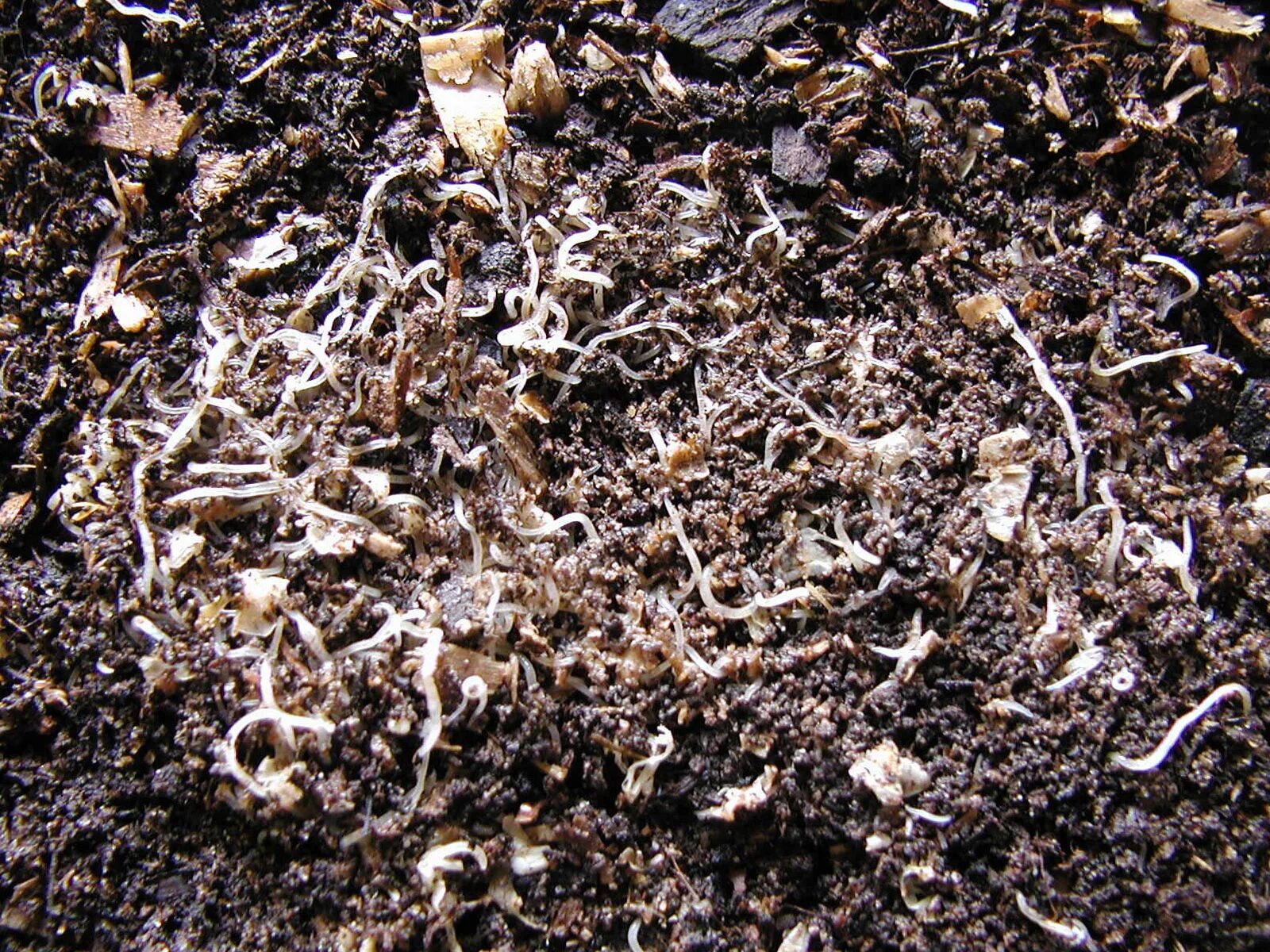 Нематода фото в земле как избавиться Soybean School: On the lookout for soybean cyst nematode in Western Canada You