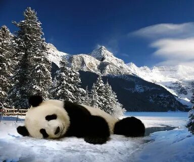 Panda fall