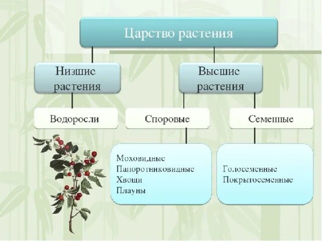 Дайте общую характеристику низшим растениям. Схемы высшие споровые растения 5 класс. Споровые растения низшие высшие схема. Высшие споровые растения 5 класс классификация. Низшие растения высшие споровые растения.