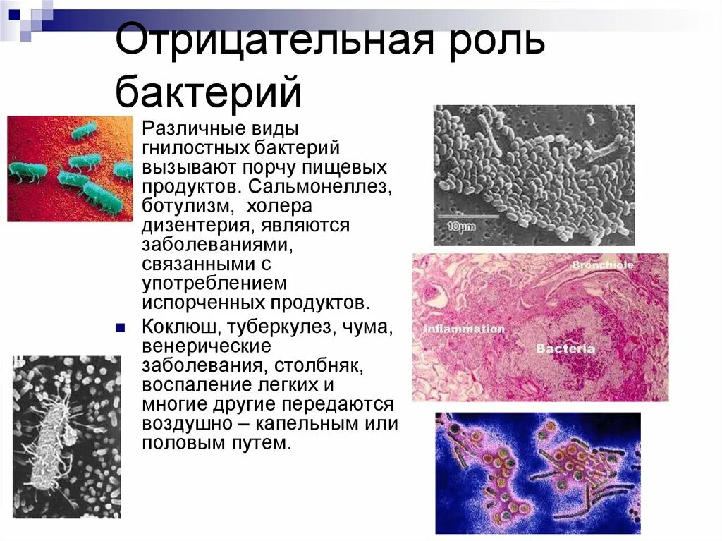 Отрицательная роль микроорганизмов. Отрицательная роль бактерий. Отрицательная роль бактерри. Отрицательные бактерии в природе. Какая положительная роль бактерий