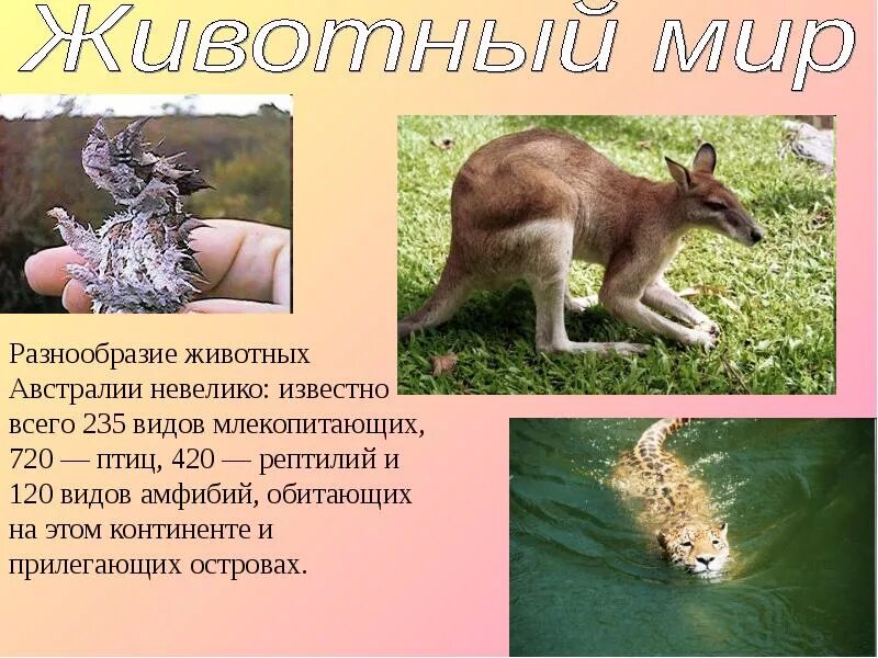 Австралия сообщение. Австралия сообщение. Рассказ про австралию. Краткий рассказ о материке австралии. Австралия доклад.