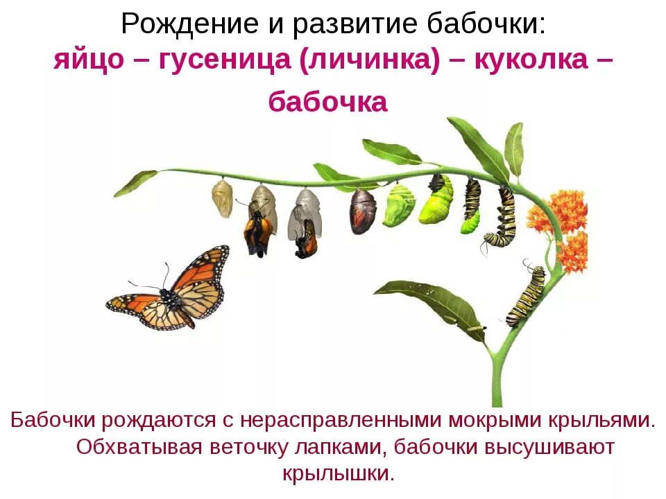 Развитие бабочки с полным превращением. Цикл развития насекомых бабочки. Размножение бабочек схема. Фазы развития гусеницы.