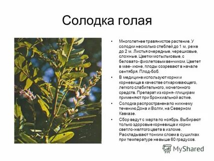 Корень солодки свойства и применение
