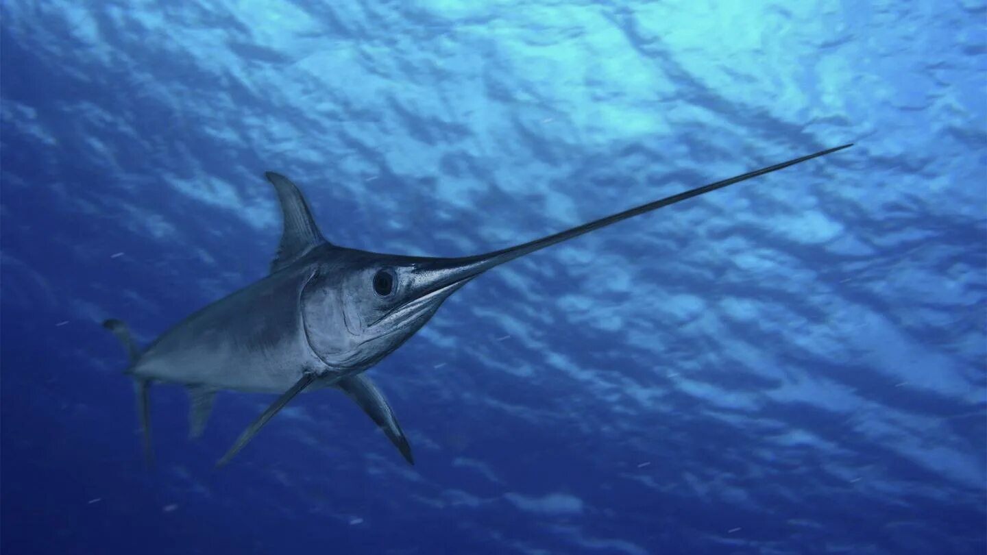 Как выглядит рыба меч About Blue Marlin Fish YouTube