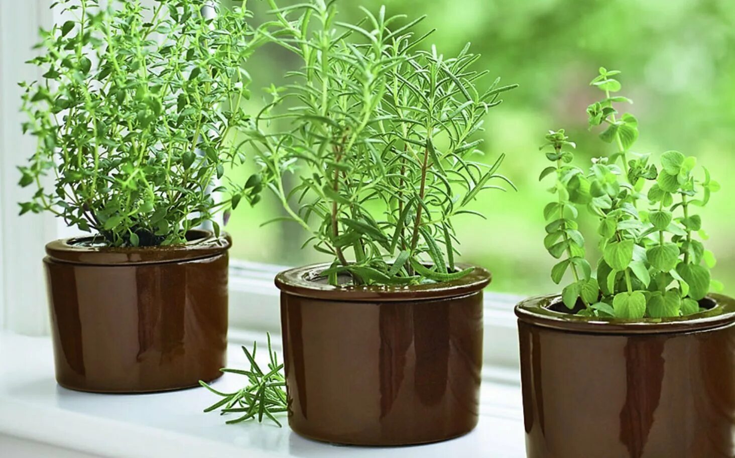 Зеленые комнатные растения. Какое растение вырастить дома. Трава на подоконнике. Какое растение вырастить дома. Зелень на подоконнике.