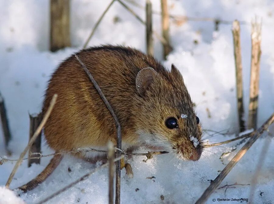 Полевые мыши зимой. Мышь Лесная полевка. Полевая мышь Apodemus agrarius. Мышь полевка зимой. Снеговая полёвка.