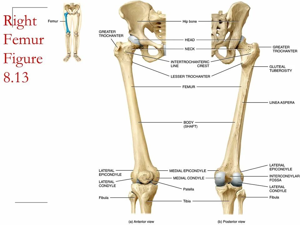 Бедро строение анатомия кости. Бедренная кость анатомия латынь и русский. Кости нижней конечности бедренная. Бедренная кость как называется. Бедренная кость как называется.