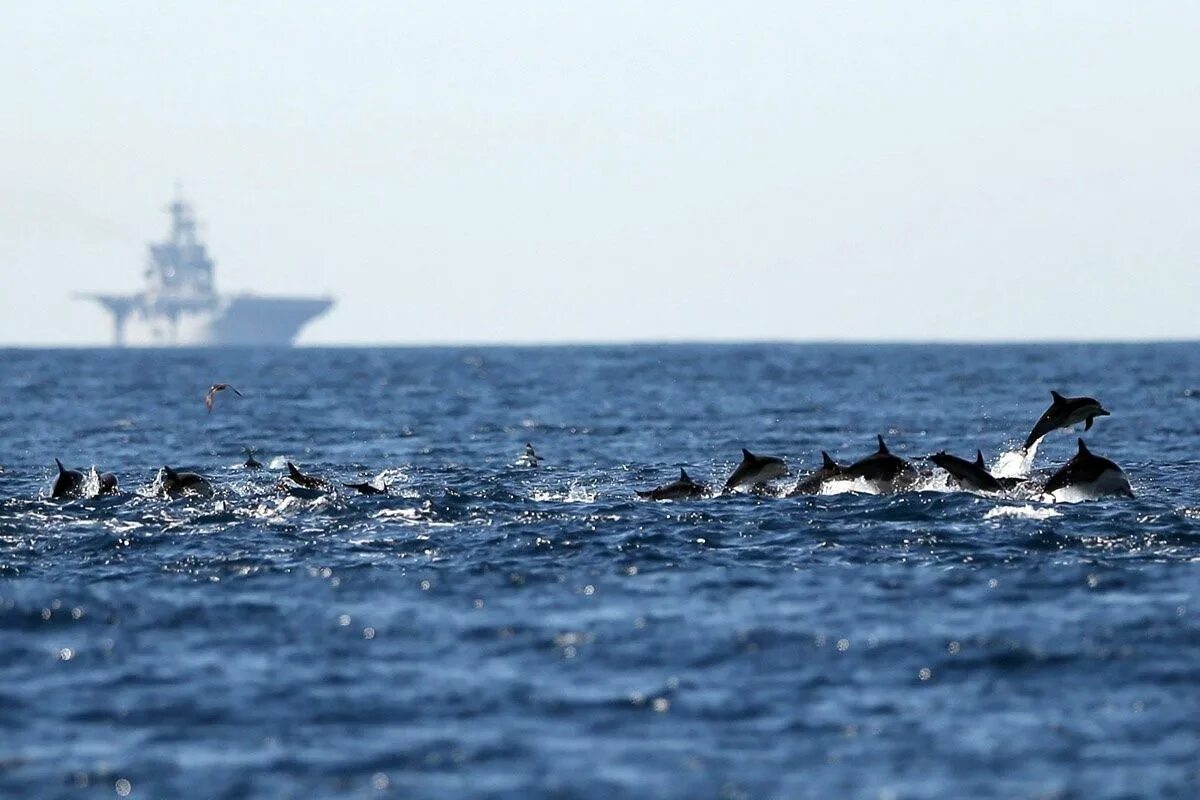 Дельфины террористы. Акулы в Баренцевом море. Дельфины в море. Море корабль дельфины. Стая дельфинов.