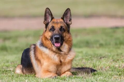 Shepherd dog