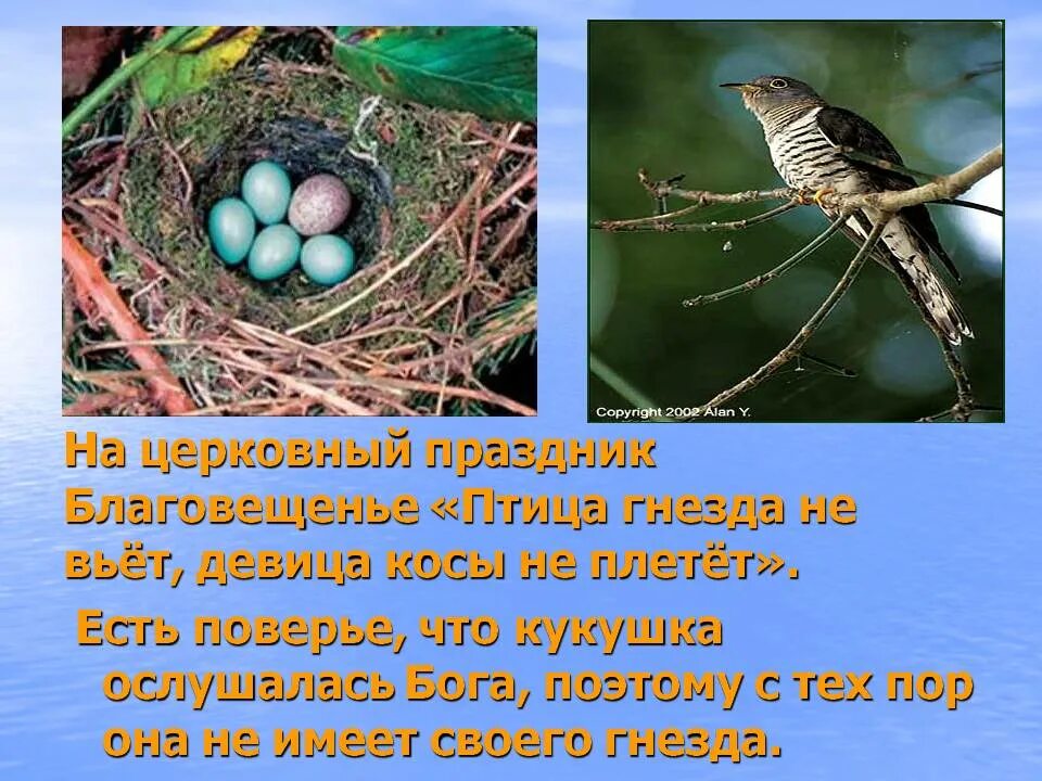 Девица косу не плетет праздник. Птица гнезда не вьет девица косы не плетет. благовещение птица гнезда не вьет девица косы не плетет. птица гнезда не вьет праздник. благовещение птица гнезда не вьет девица.