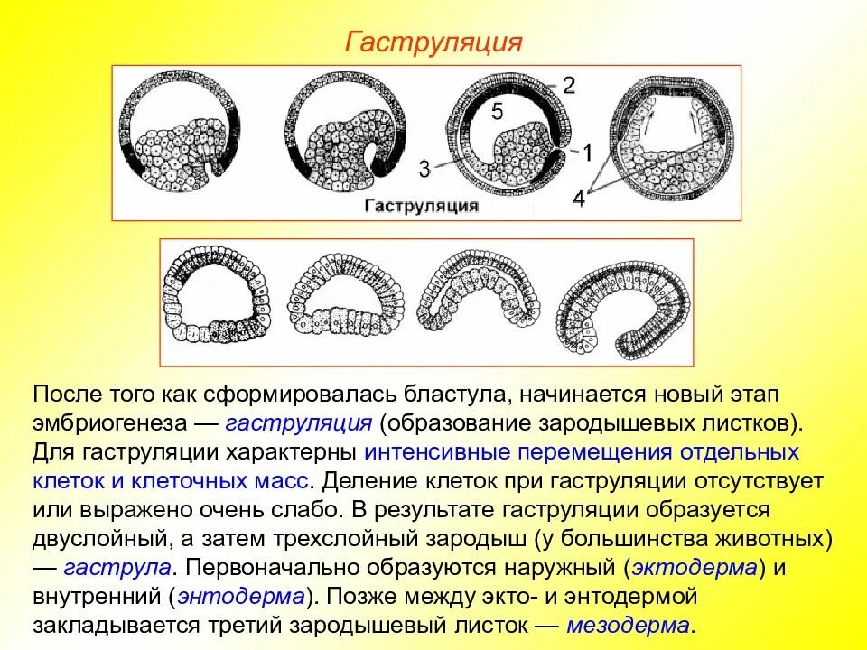 Эмбриогенез стадия гаструлы. Характеристики этапов эмбриогенеза гаструла. гаструляция образование зародышевых листков. этапы эмбриогенеза гаструляция. эмбриология гаструляция.