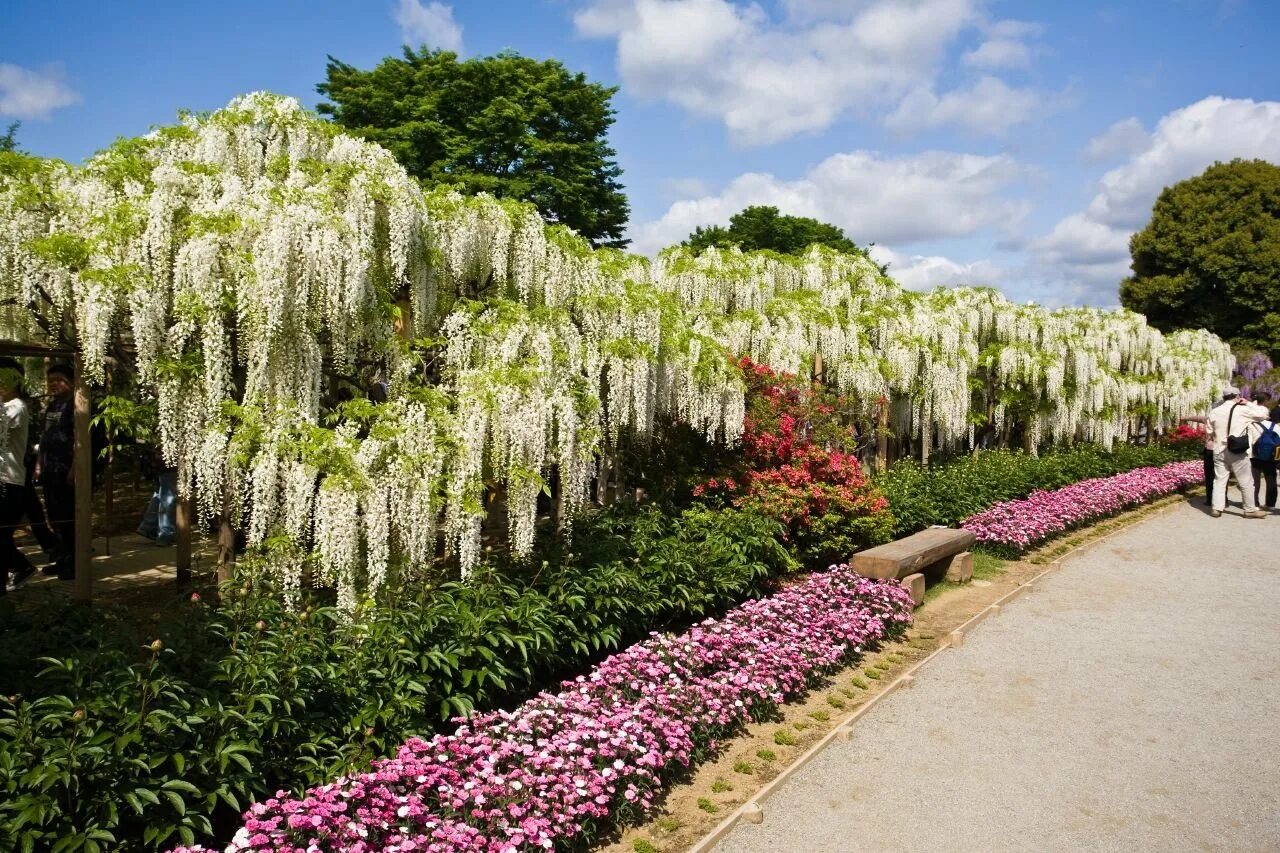 Фото красивых цветов для сада и названия. Глициния Асикага. Сад цветов Кавати Фудзи в Японии. Асикага парк глициний.