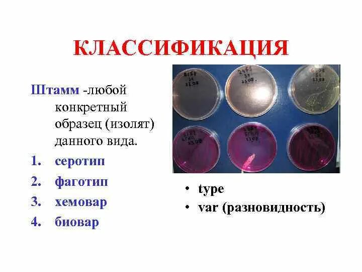 Штаммы бактерий примеры. Штаммы микроорганизмов примеры. Примеры штаммов. Классификация штаммов бактерий. Последовательность этапов создания нового штамма бактерий