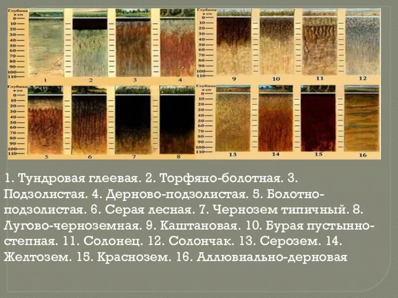 Основные типы почвы России 10. Чернозём каштановые и подзолистые почвы. Таблица типы почв подзолистые серые Лесные, черноземы и каштановые. Дерново подзолистые серые Лесные почвы плодородный. Каштановые климат