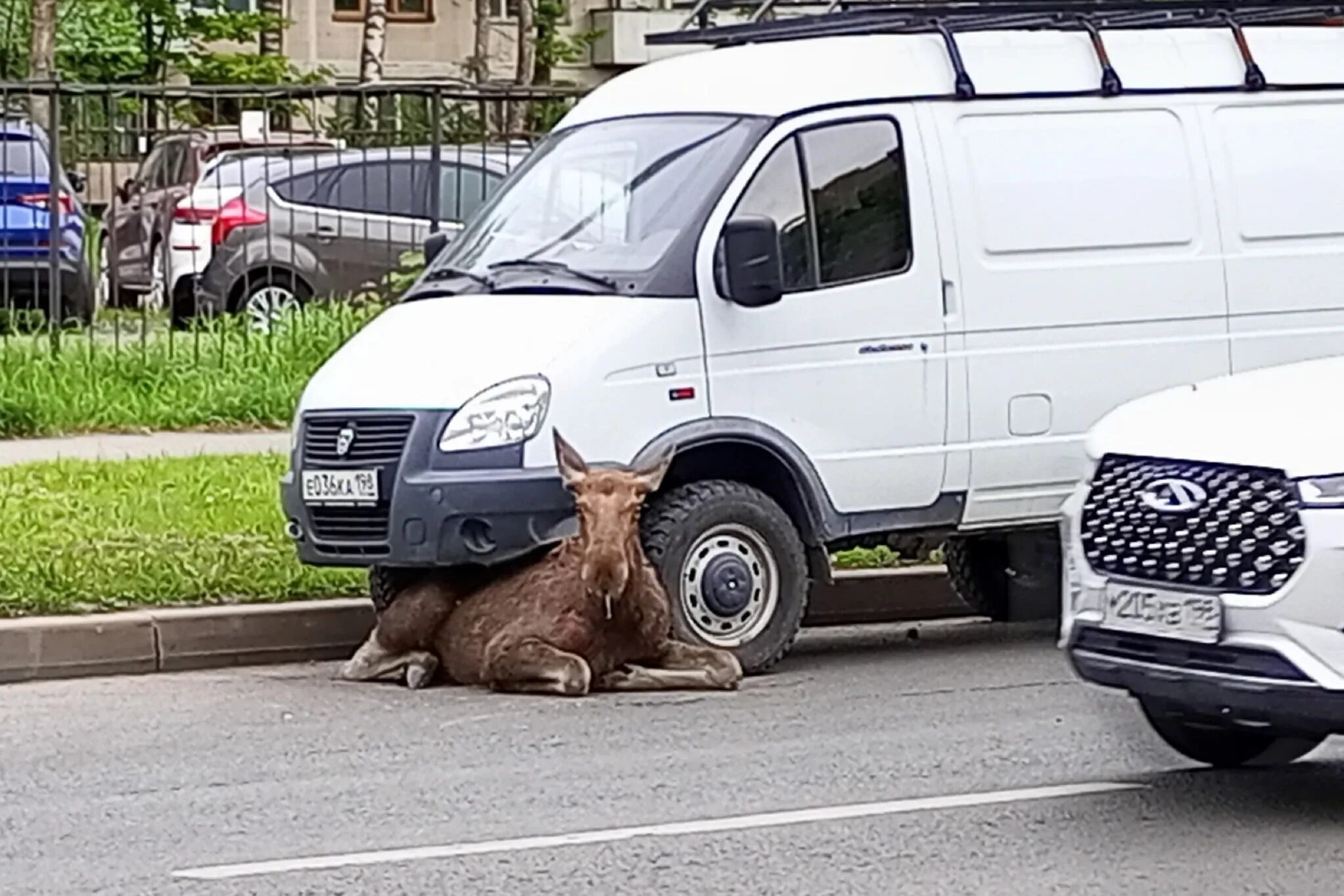 Лось. Лось петербург