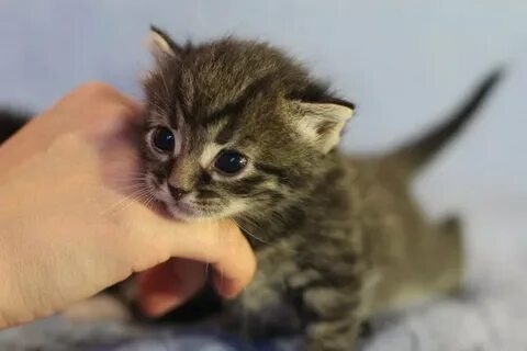 Кличка для полосатого котенка мальчика