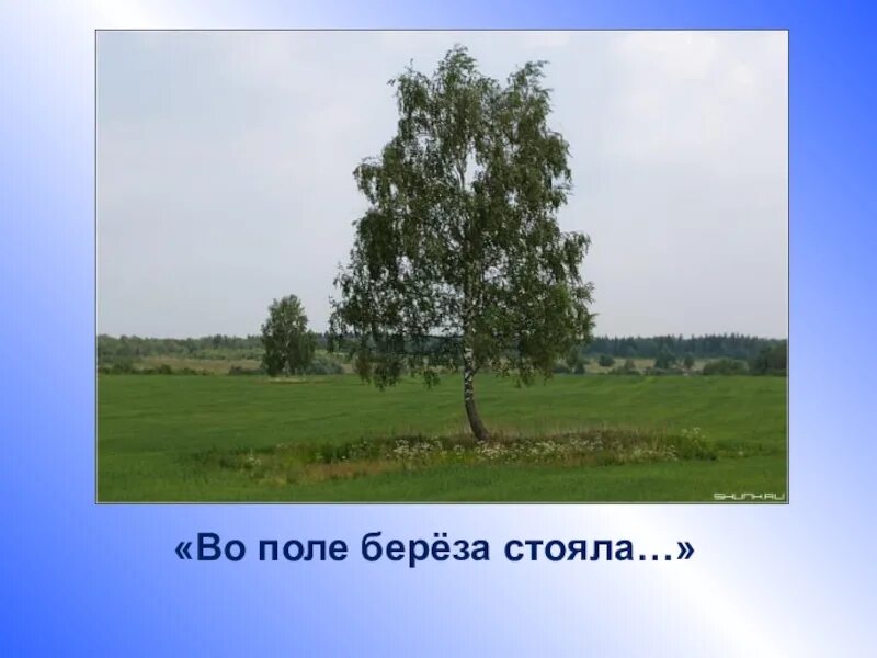 Песня вополи березка. Во поле береза стояла. Вопроле Березка стояла. Во Ополт берёщка стояла. Береза в поле.