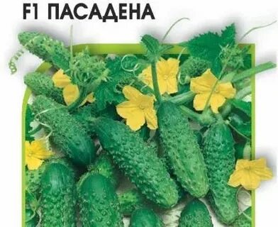 Огурцы сорта для открытого грунта краснодарского края
