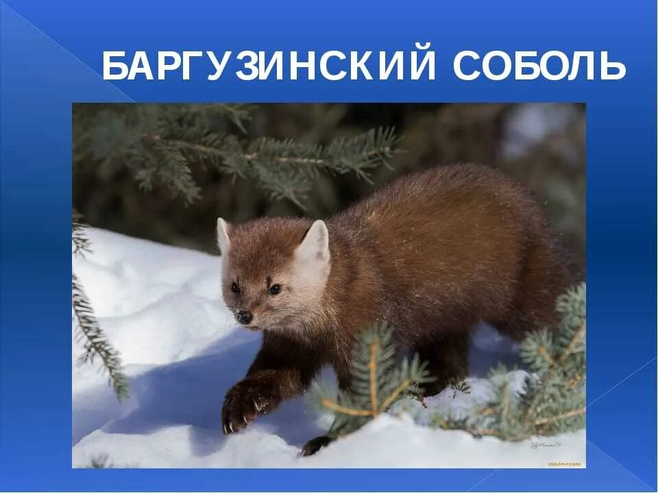 Сообщение о соболе. Песня соболя. Соболь сибирский охота. Баргузинский соболь. Звери красной книги якутии.