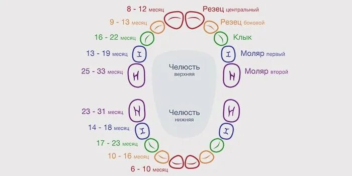 Как прорезываются зубы у ребенка порядок. Схема прорезывания зубов у малышей. зубы у детей схема прорезывания до года. схема вылезания зубов у детей. схема прорезывания молочных зубов у детей до 2 лет.