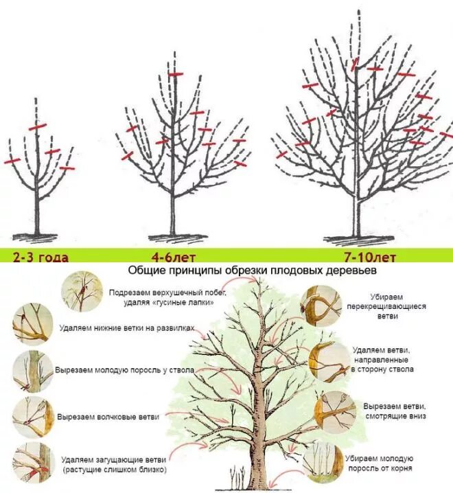 Обрезка плодовых деревьев правила. Подрезка яблонь весной схема. Схема обрезки плодовых деревьев осенью. Правильная обрезка яблонь весной схема. Схема подрезки плодовых деревьев.