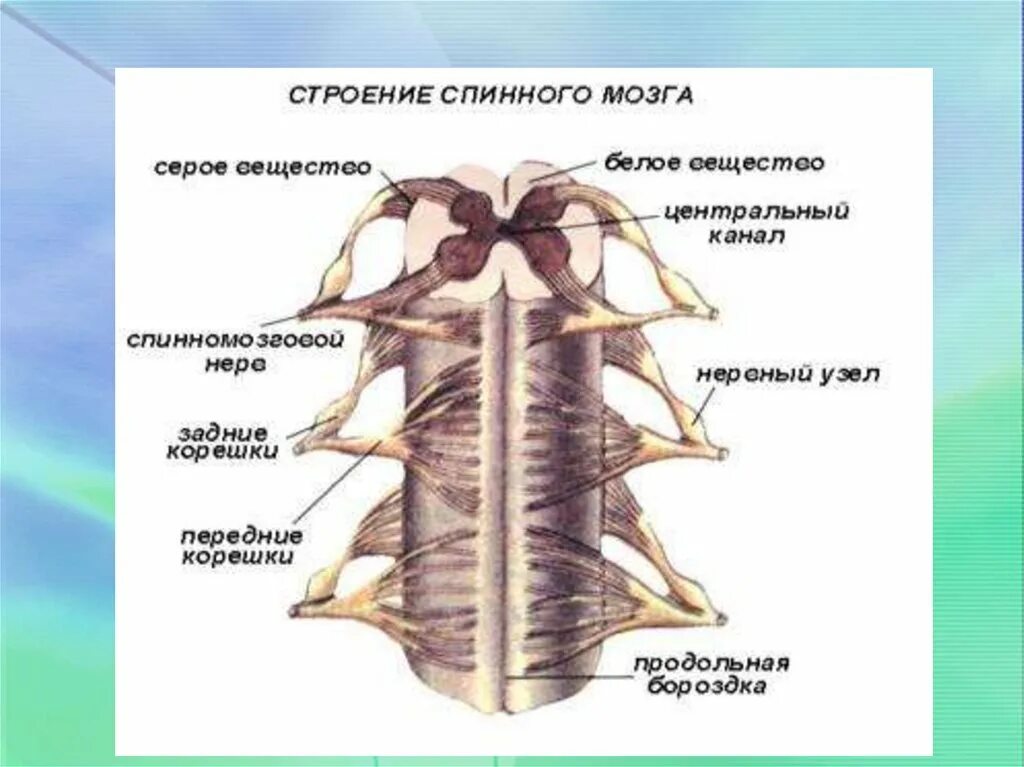 Прямо спинного. Строение спинного мозга спинномозговой канал. Строение спинного мозга 8. Внешнее строение спинного мозга человека анатомия. Строение спинного мозга вид сбоку.